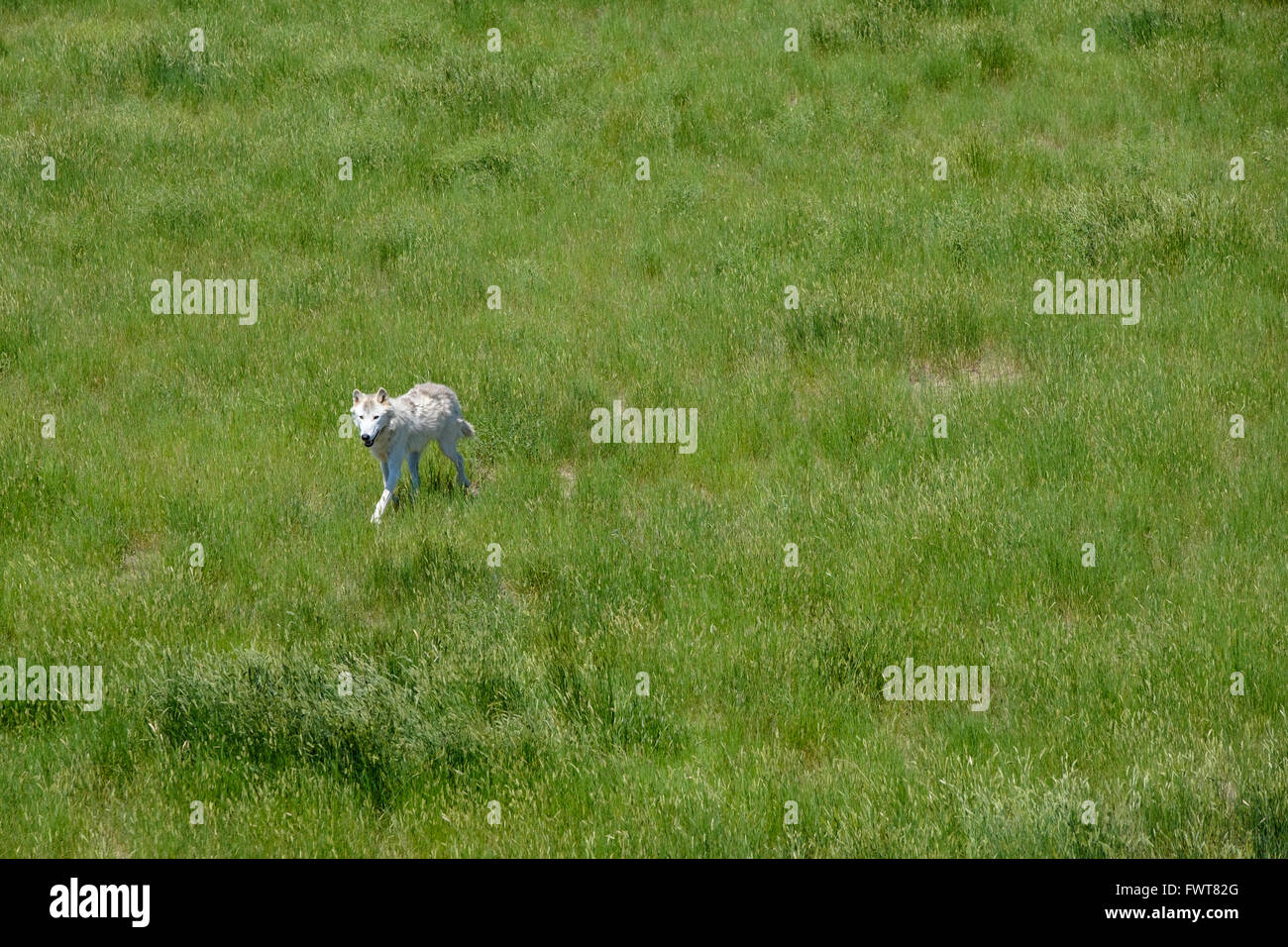Un lupo grigio fa roaming nel suo involucro all'animale selvatico nel Santuario Keenesburg, Colorado. Foto Stock