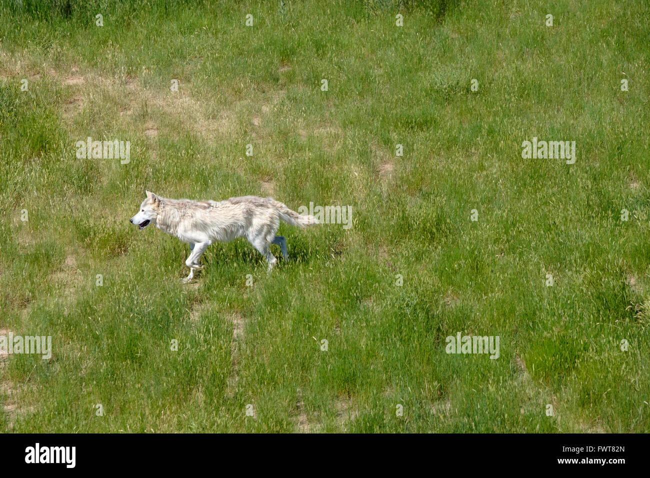 Un lupo grigio fa roaming nel suo involucro all'animale selvatico nel Santuario Keenesburg, Colorado. Foto Stock