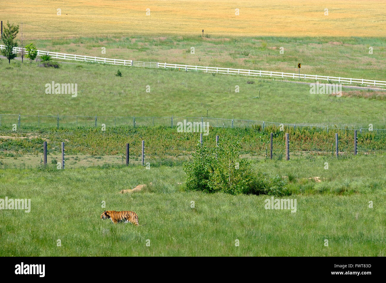 Una tigre fa roaming nel suo involucro all'animale selvatico nel Santuario Keenesburg, Colorado. Foto Stock