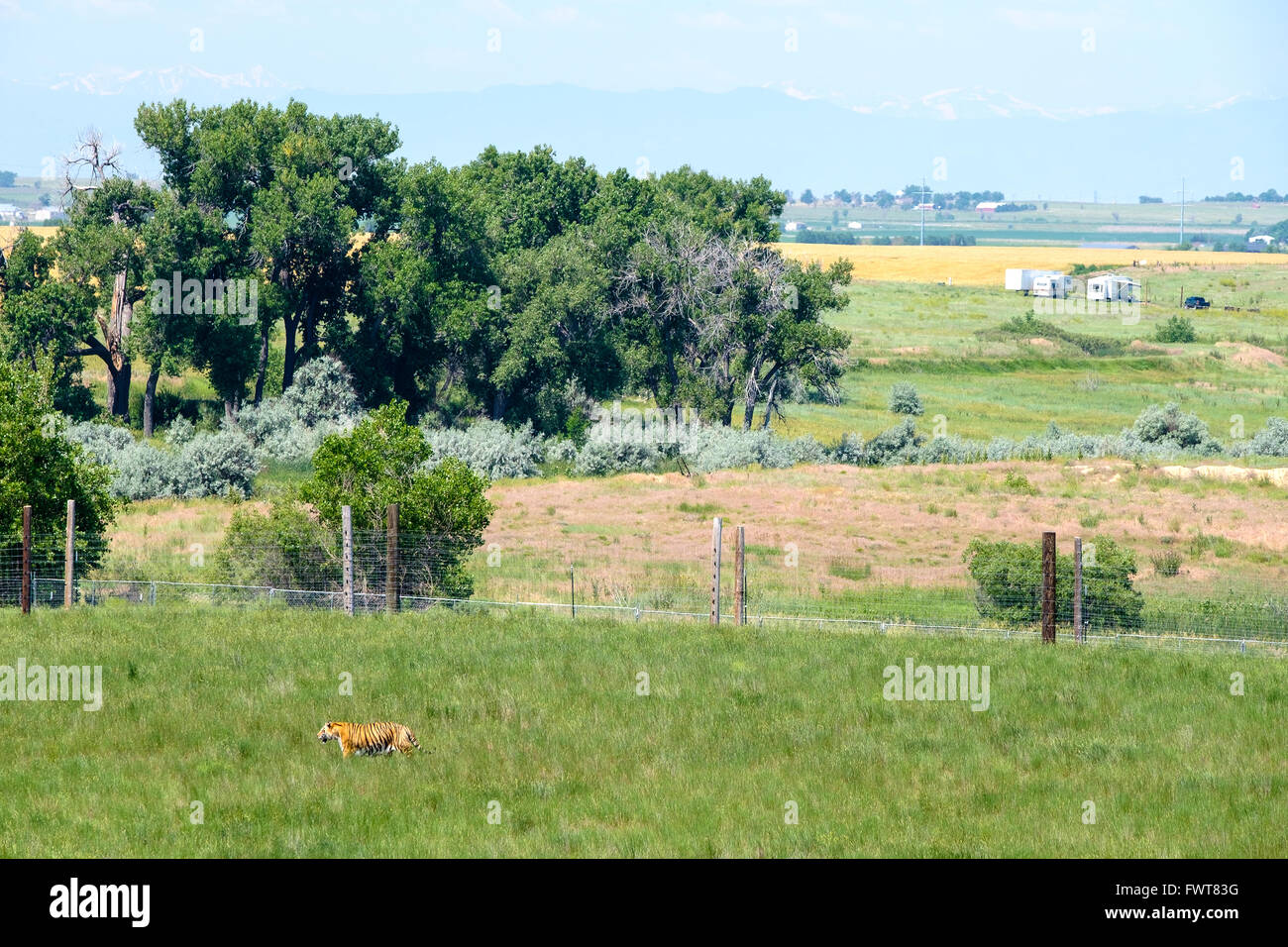 Una tigre fa roaming nel suo involucro all'animale selvatico nel Santuario Keenesburg, Colorado. Foto Stock