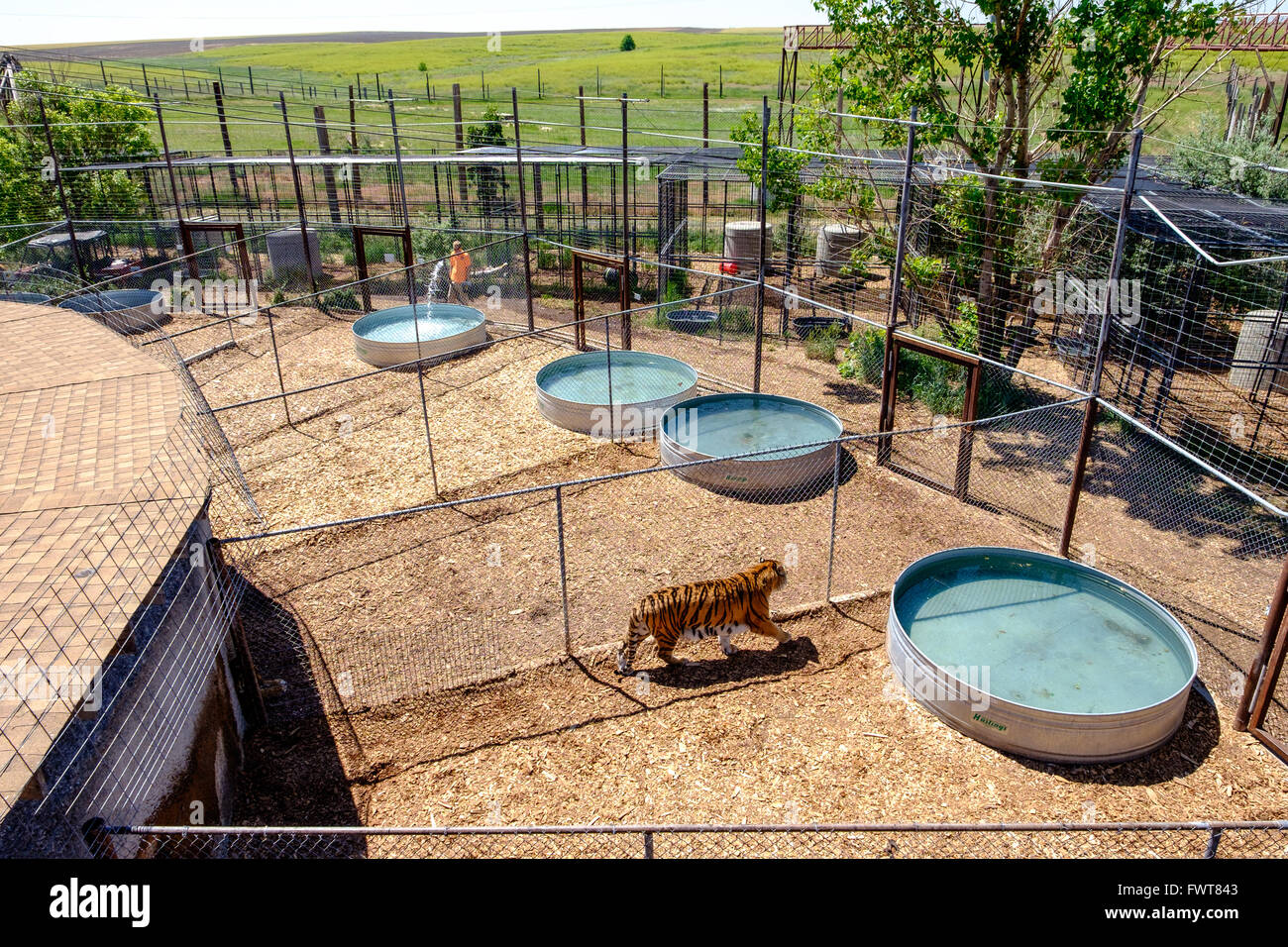 Una tigre passi lungo una recinzione in una penna come un volontario riempie i serbatoi con acqua all'animale selvatico nel Santuario Keenesburg Colorado Foto Stock