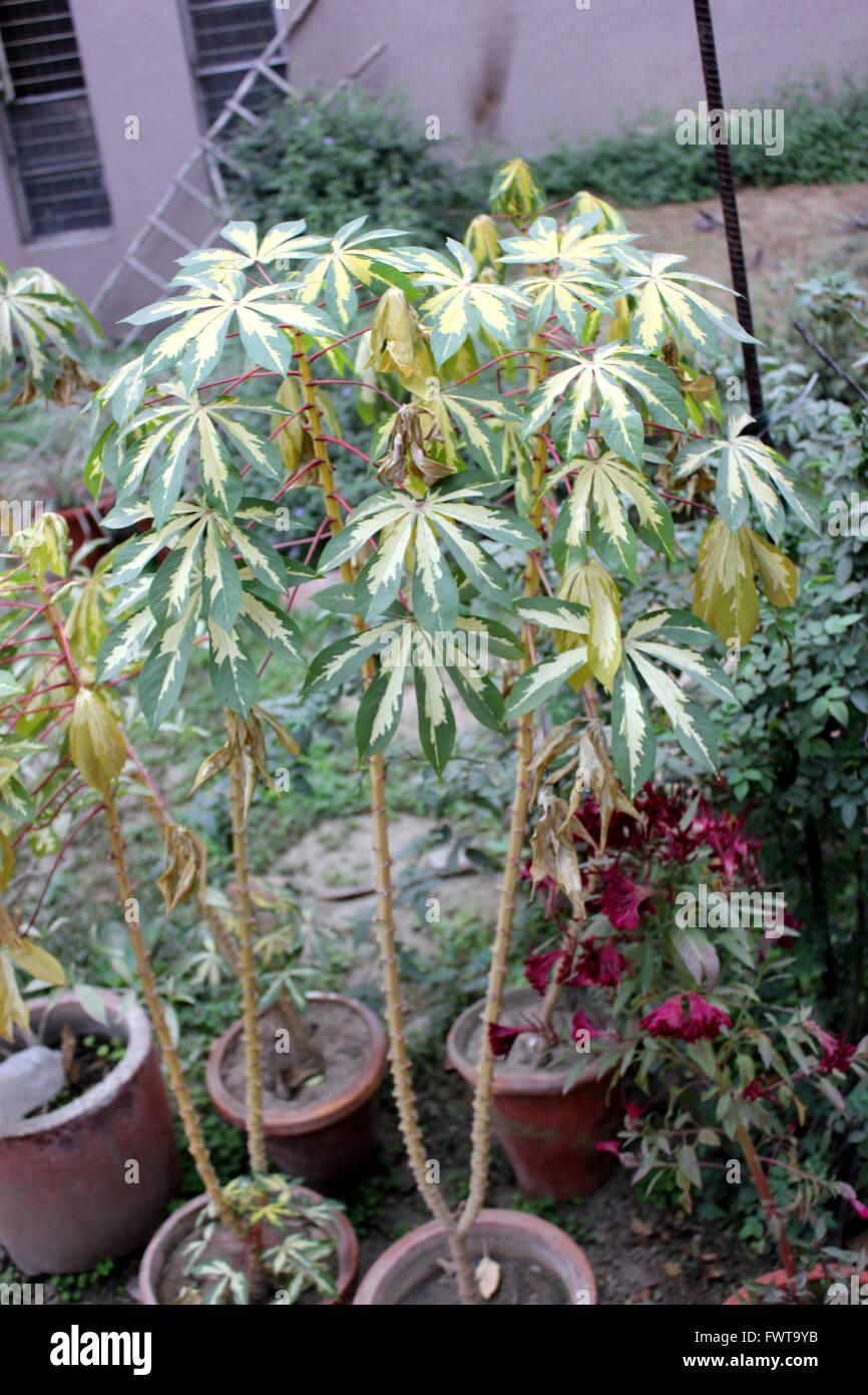 Manihot esculenta 'Variegata', variegata di Tapioca, piante ornamentali con composto palmately giallo foglie variegata Foto Stock