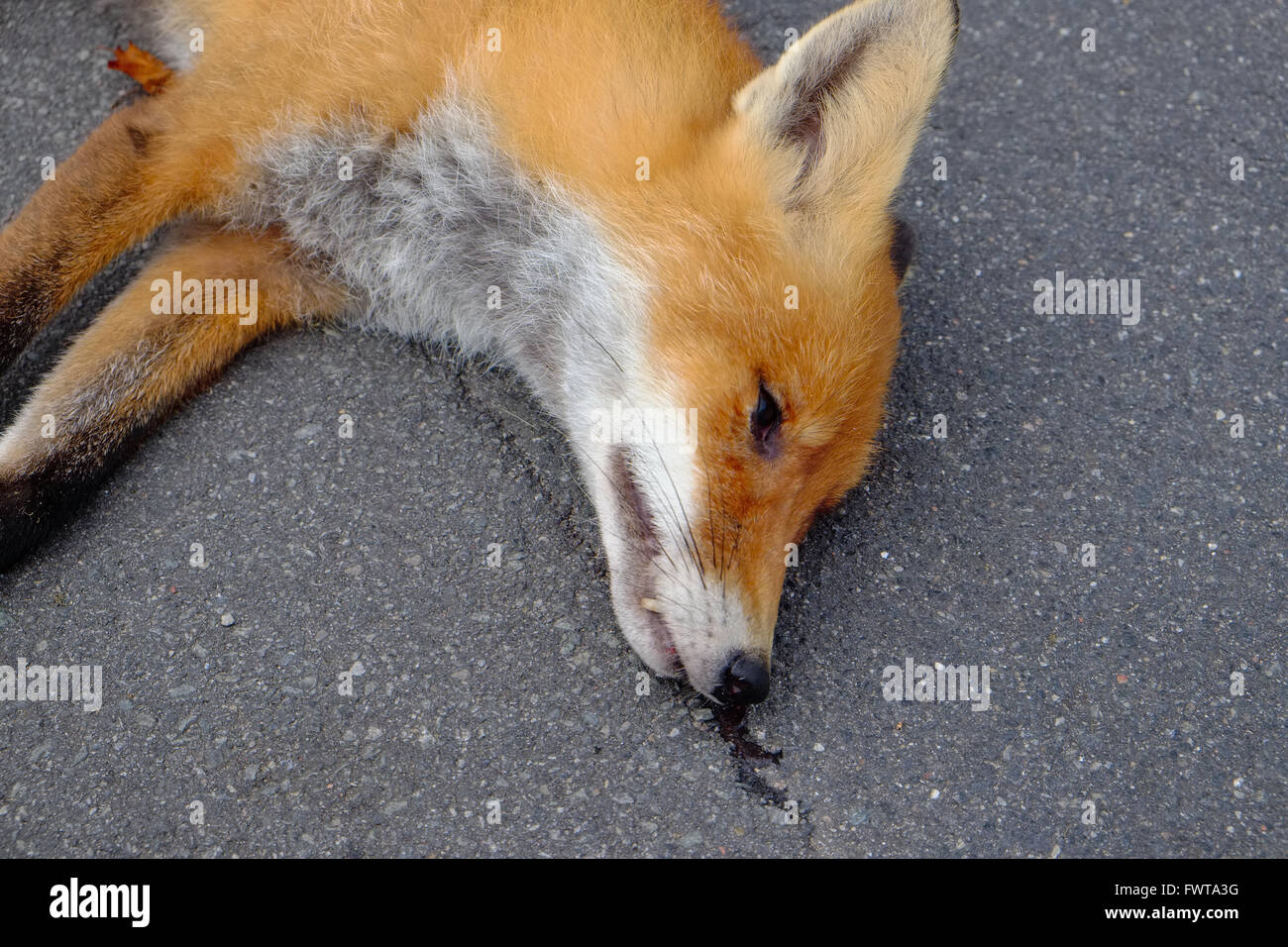 Colpo alla testa di una volpe che è stata condotta su di una vettura Foto Stock