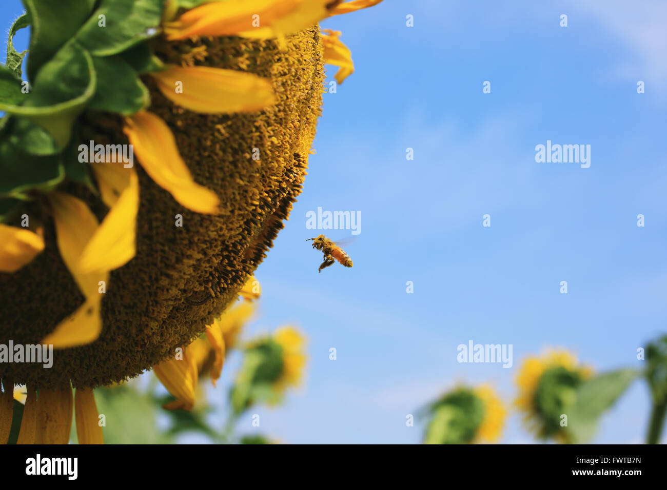 Bee a volare su un girasole Foto Stock