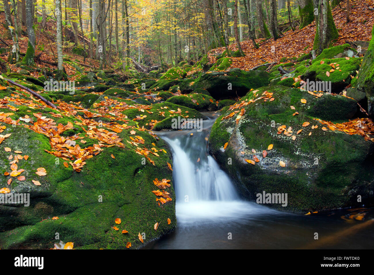 Stream Sagwasser nel bosco in autunno, il Parco Nazionale della Foresta Bavarese, Baviera, Germania Foto Stock