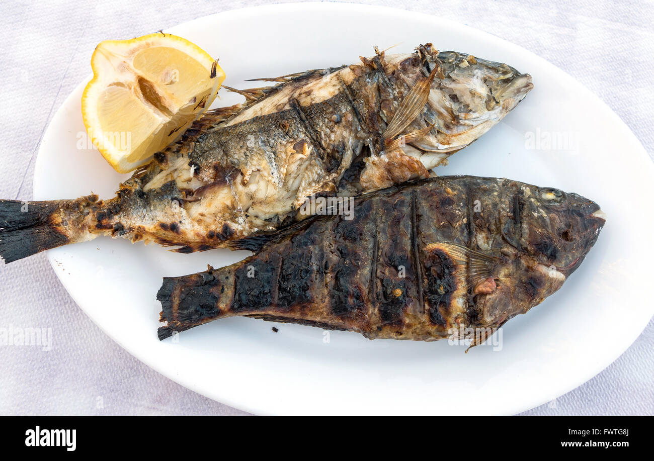 Grigliata di testa dorato o orate Orate di mare su una piastra bianca. Foto Stock