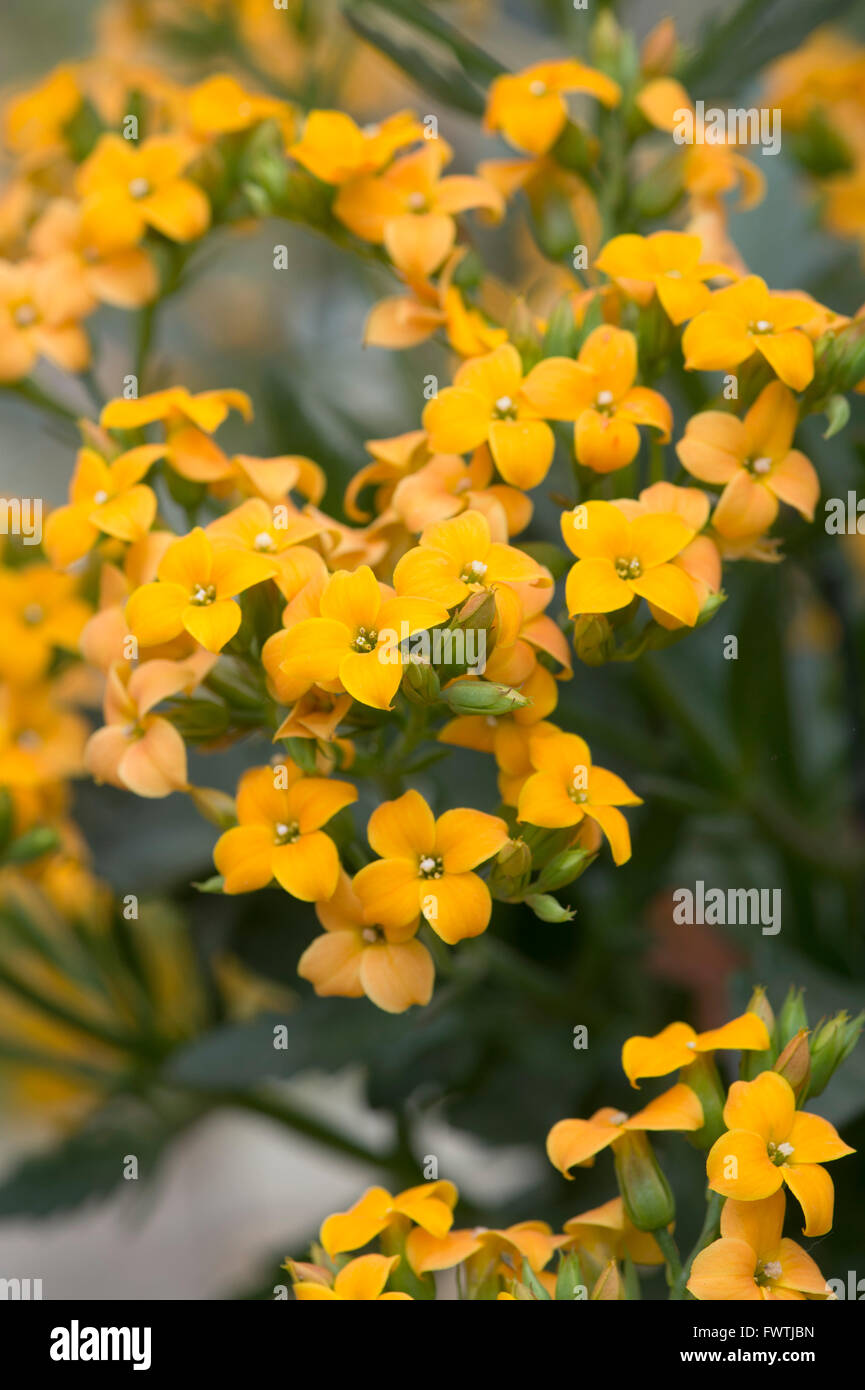 Kalanchoe 'African Queen' fiori Foto Stock