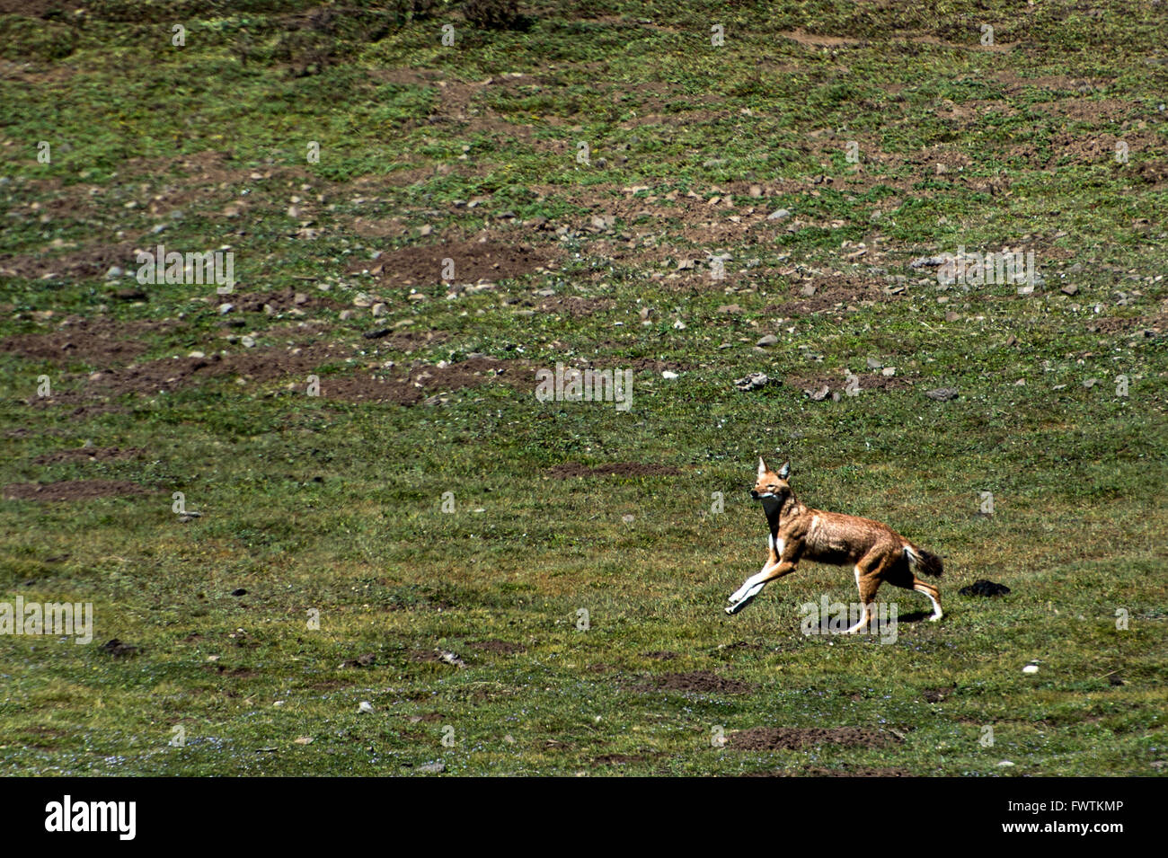 Etiope Lupo (Canis simensis) esecuzione di montagne di balle, Etiopia, Africa Foto Stock