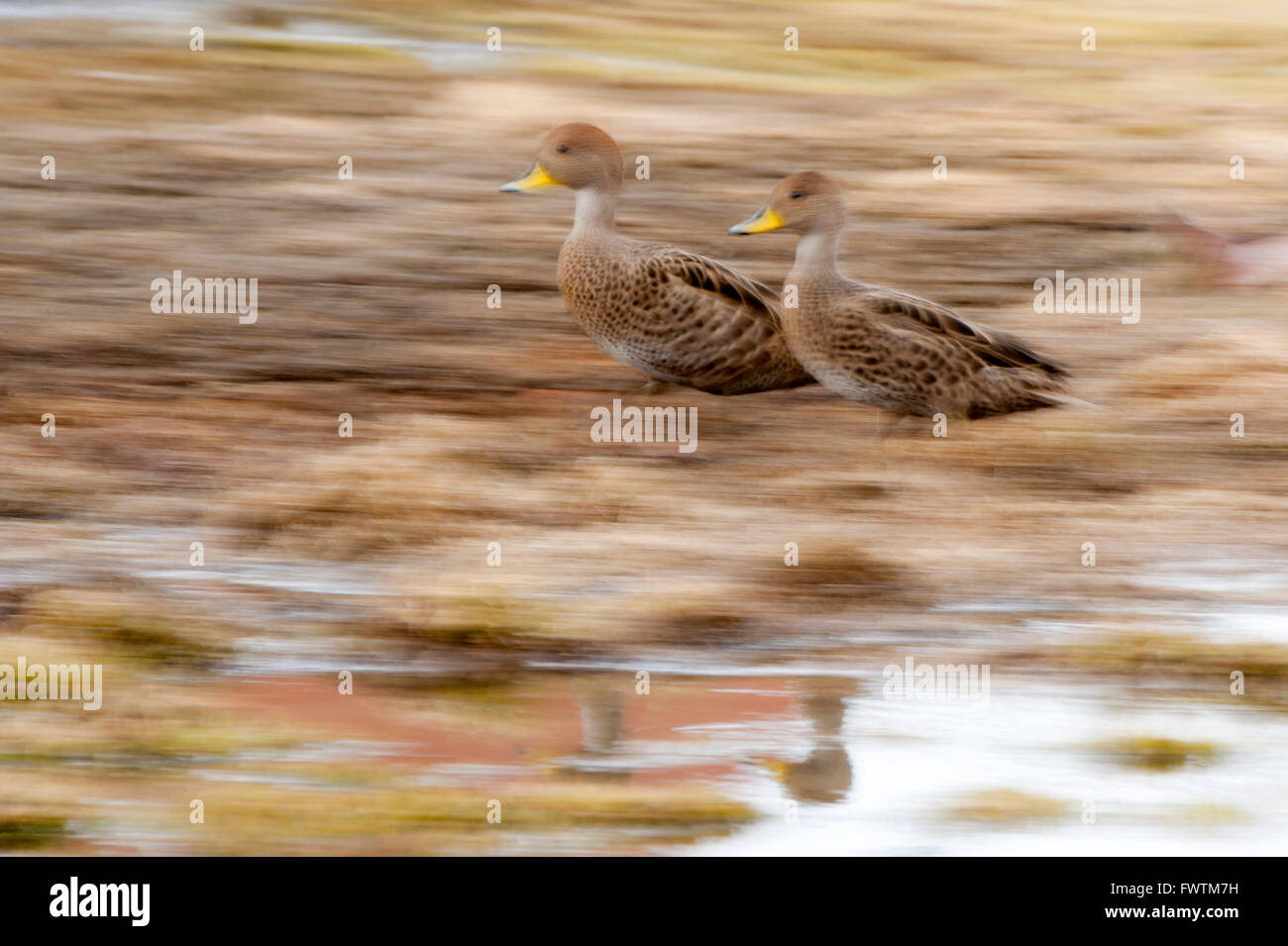 Georgia del Sud Pintail anatre (Anas georgica georgica) passeggiate sull'erba Grytviken, Georgia del Sud Foto Stock