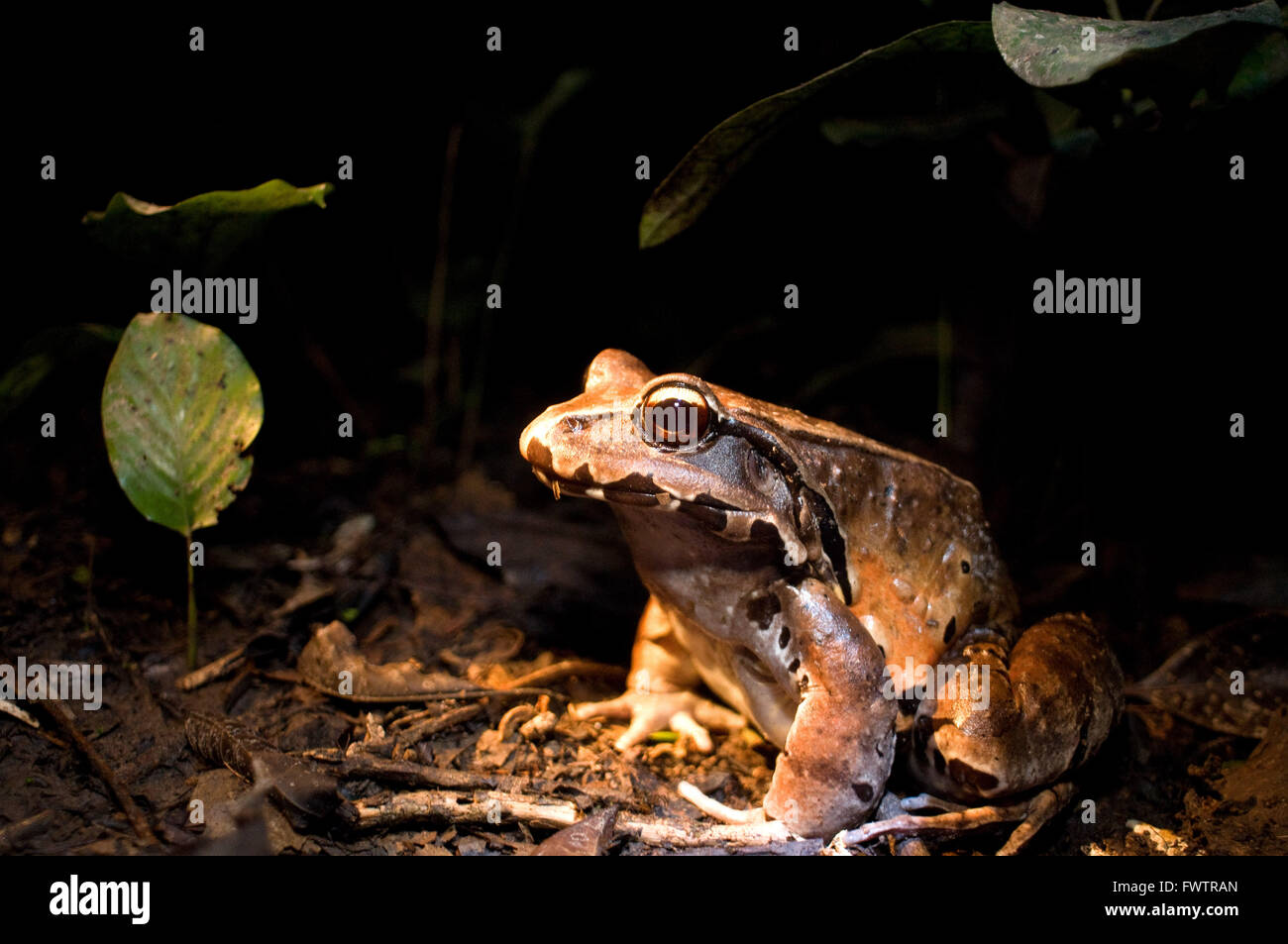 Smoky jungle frog (Leptodactylus pentadactylus). Una delle tante varietà di rane che possono essere avvistati nelle foreste primarie della foresta pluviale amazzonica, amazzonica del Perù. Foto Stock