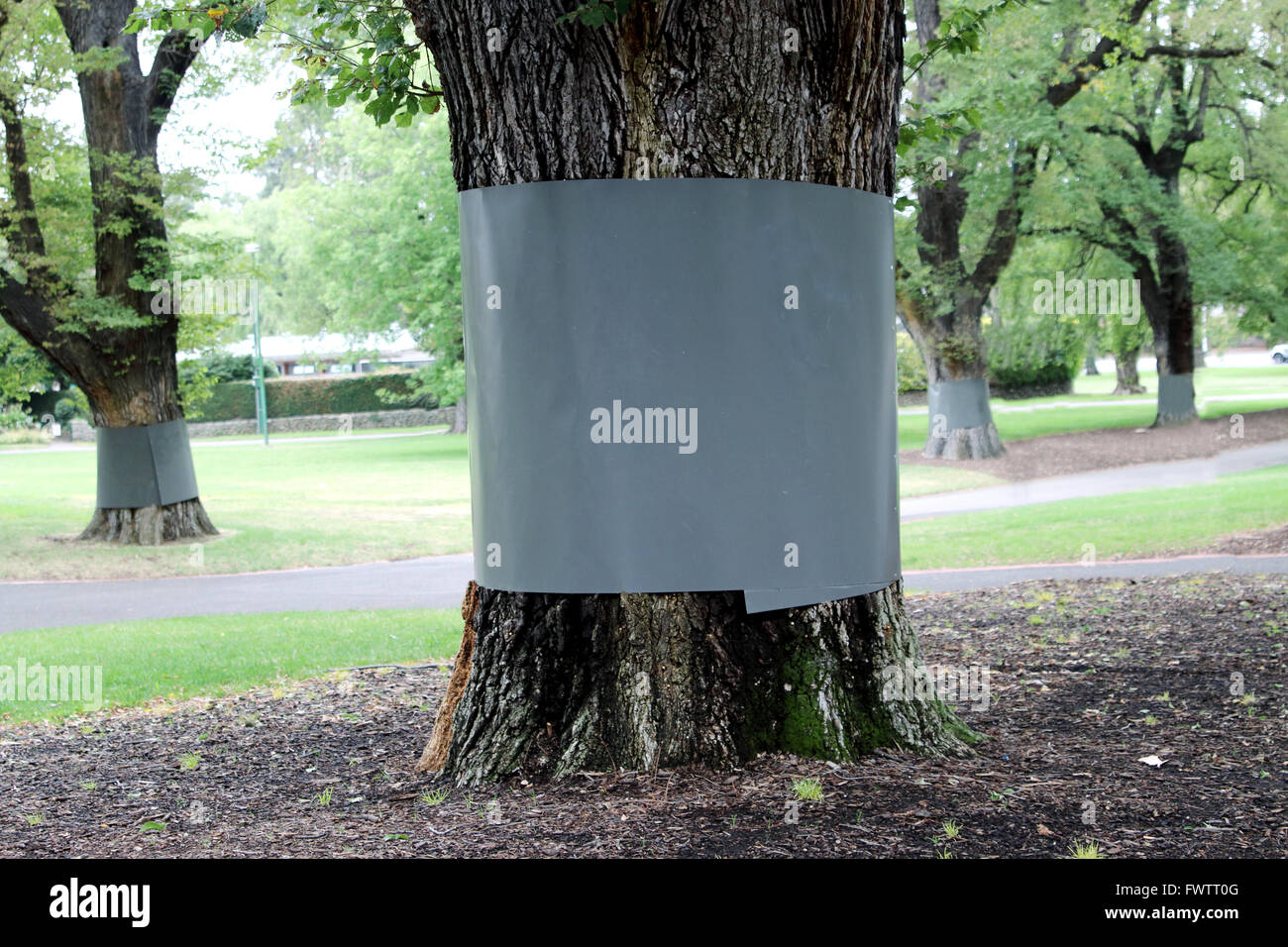 Ulmus procera o noti come inglese Olmi alberi in Giardini Fitzroy avvolti in materiale plastico barriera per dissuadere possums Foto Stock