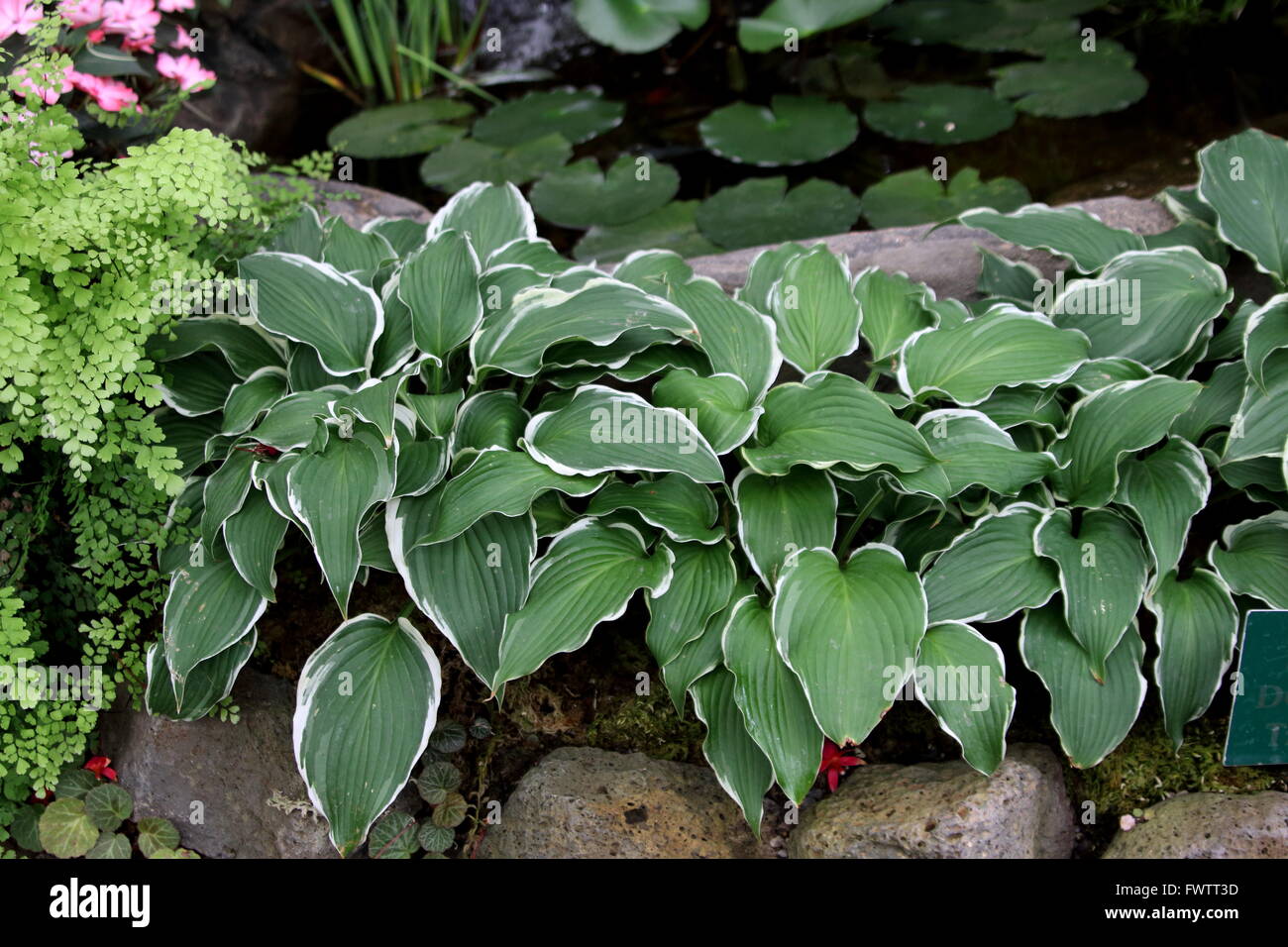 Piantaggine Lily o noto come Albomarginata o Hosta x ondeggiano Albomarginata con foglie grandi Foto Stock