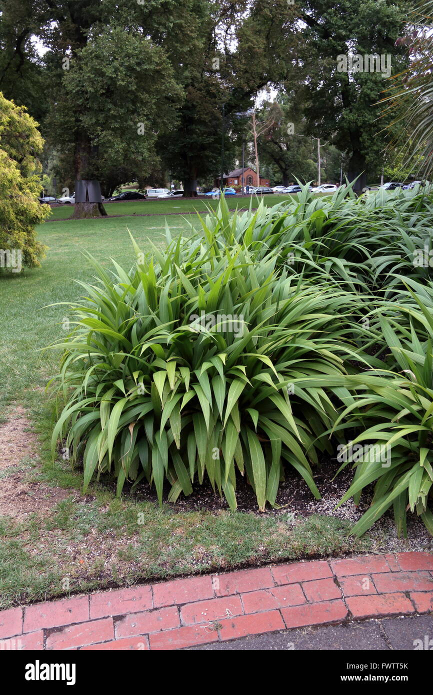 Palm pianta di erba o noto come Setaria palmifolia o Evergreen Koi Pond Piante Foto Stock