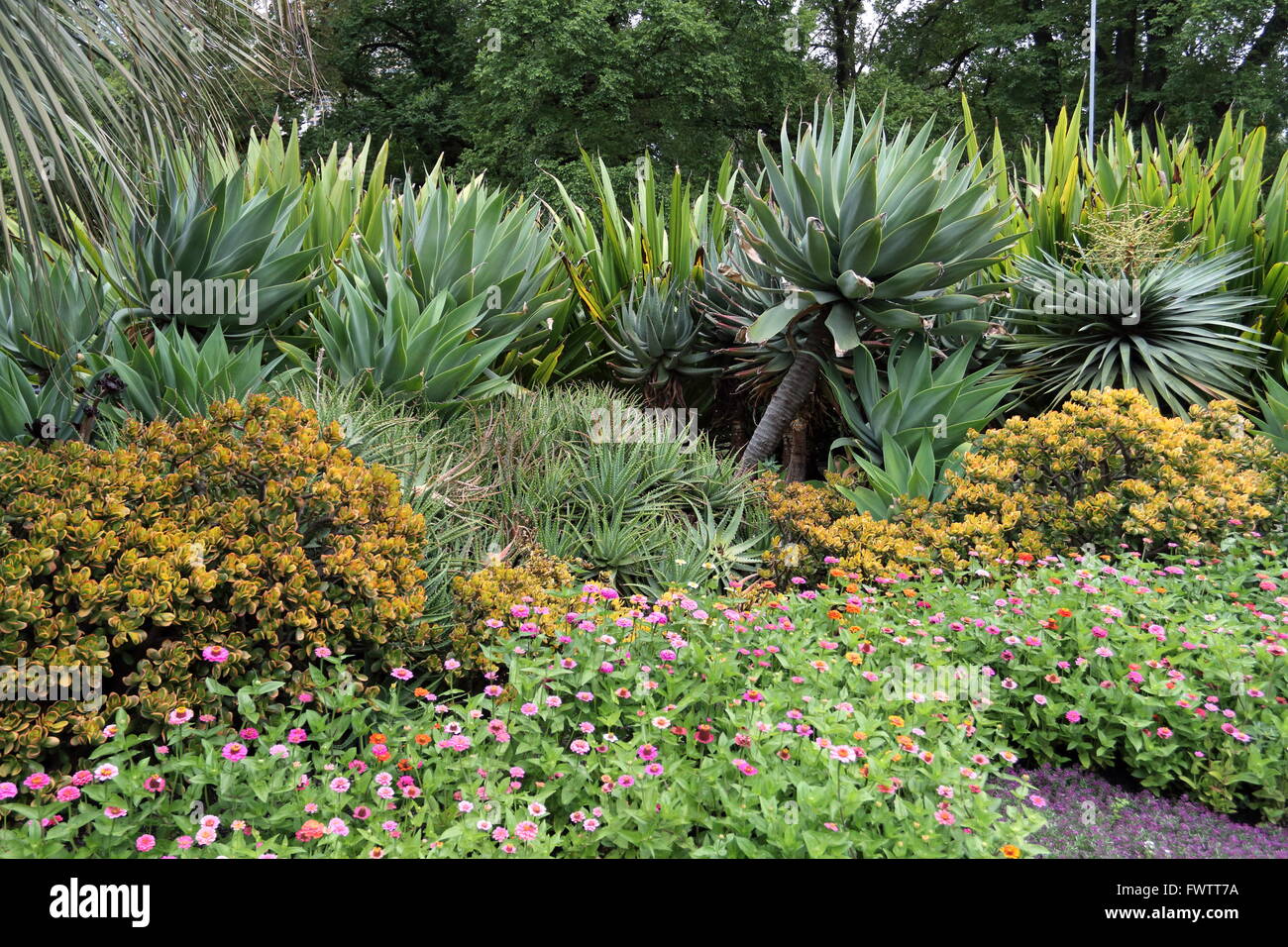 Gruppo di piante del deserto come Agave, Aloe vera, nativo Gymea Lily e Jade pianta a Fitzroy Garden Melbourne Victoria Australia Foto Stock