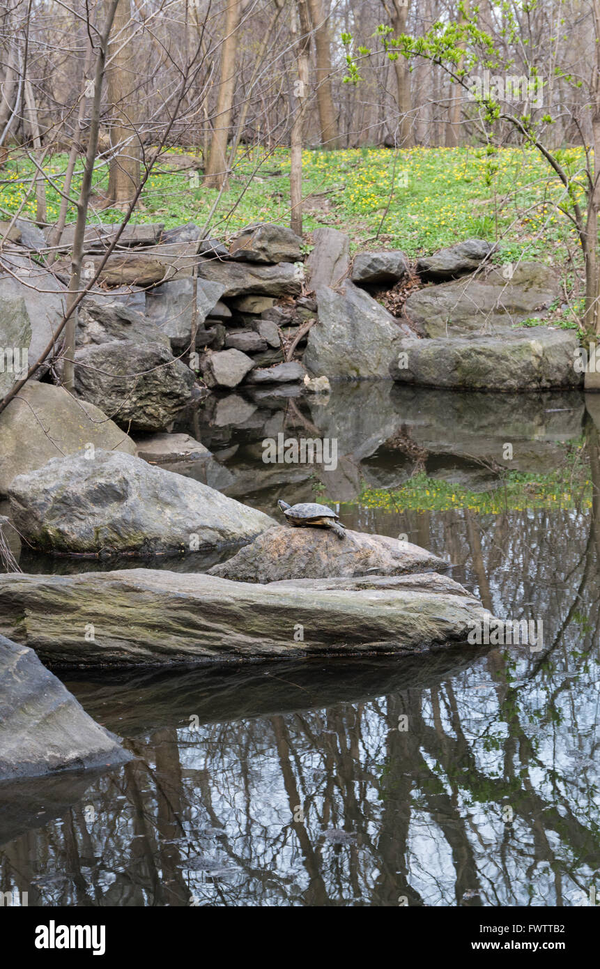 Rosso-eared slider turtle (Trachemys scripta elegans) crogiolarvi al sole su una roccia su una calda giornata di primavera nel Central Park di New York City Foto Stock