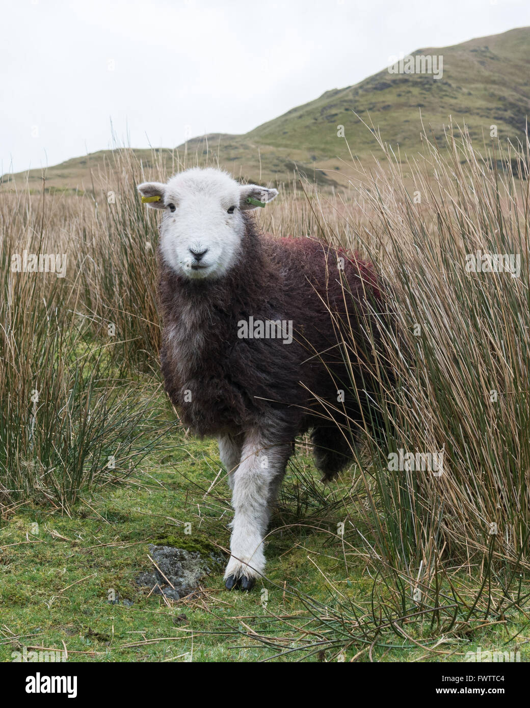 Herdwick pecora a Borrowdale, Lake District, Cumbria, Regno Unito (contrassegni rimossi digitalmente da orecchio tag) Foto Stock