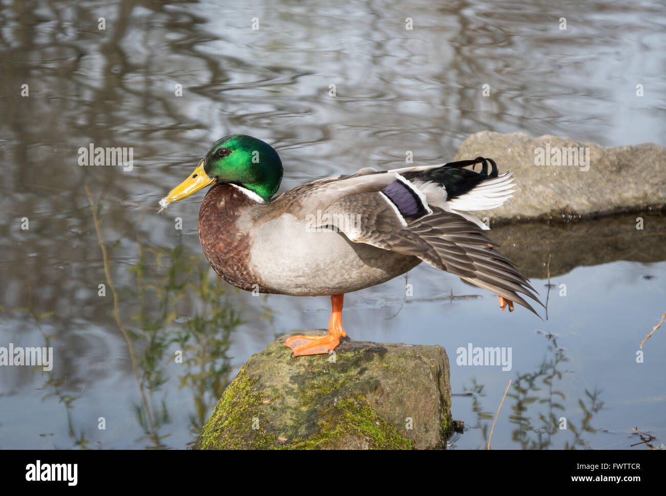 Maschi di anatra germano reale (Anas platyrhynchos) arroccata su una roccia in uno stagno con ala e gamba stesa Foto Stock