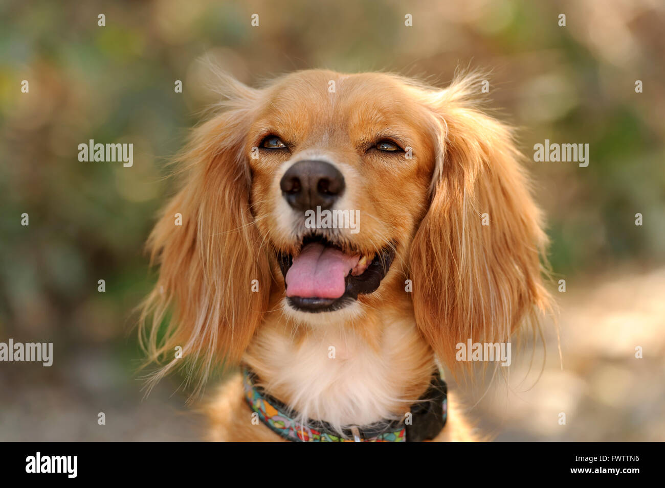 Happy dog è una bella dorata Cocker Spaniel con grandi e soffici orecchie e un sorriso sul suo volto. Foto Stock
