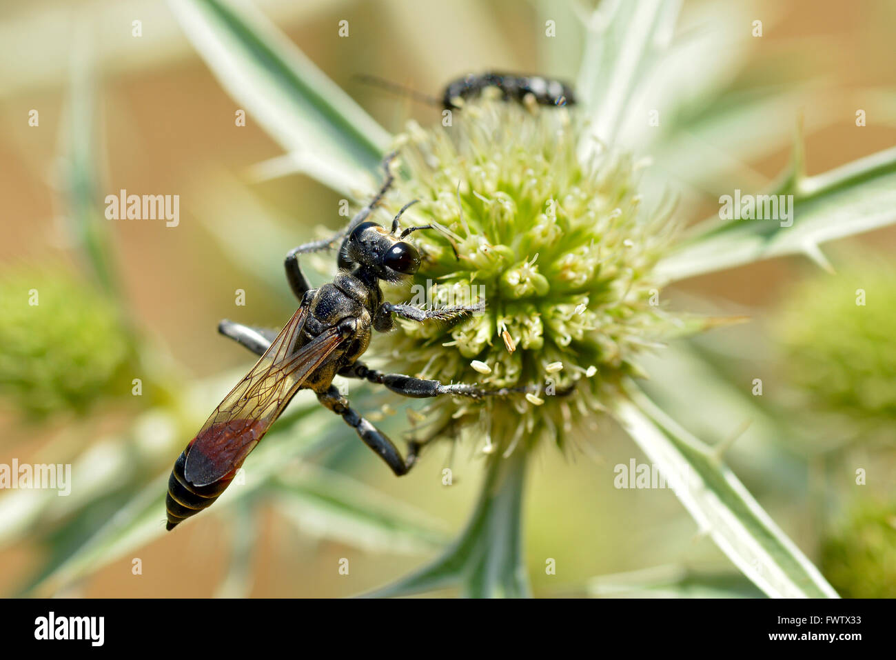 Macro-rosso sabbia nastrati wasp (Ammophila) visto dal di sopra su thistle Eryngium genere Foto Stock