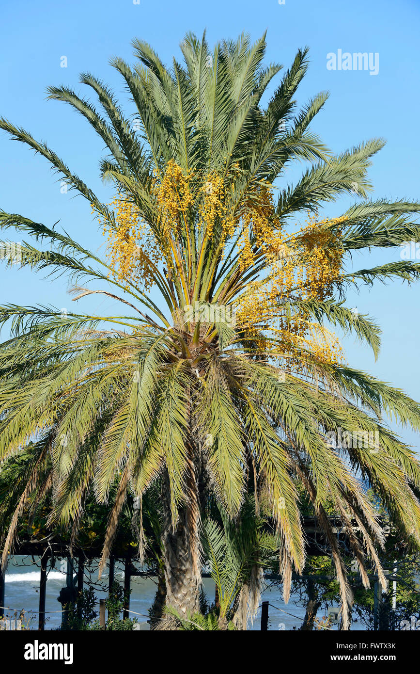 Data Palm - Phoenix dactylifera su Cipro costa in novembre Foto Stock