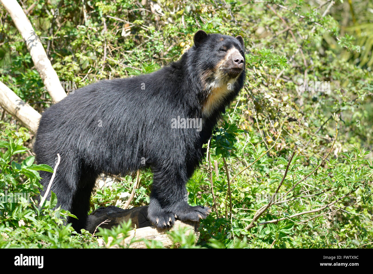 Orso andino (Tremarctos ornatus) tra piante, noto anche come l'orso spectacled Foto Stock
