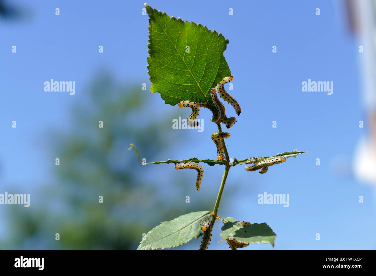 I bruchi mangiare le foglie delle rose. Foto Stock