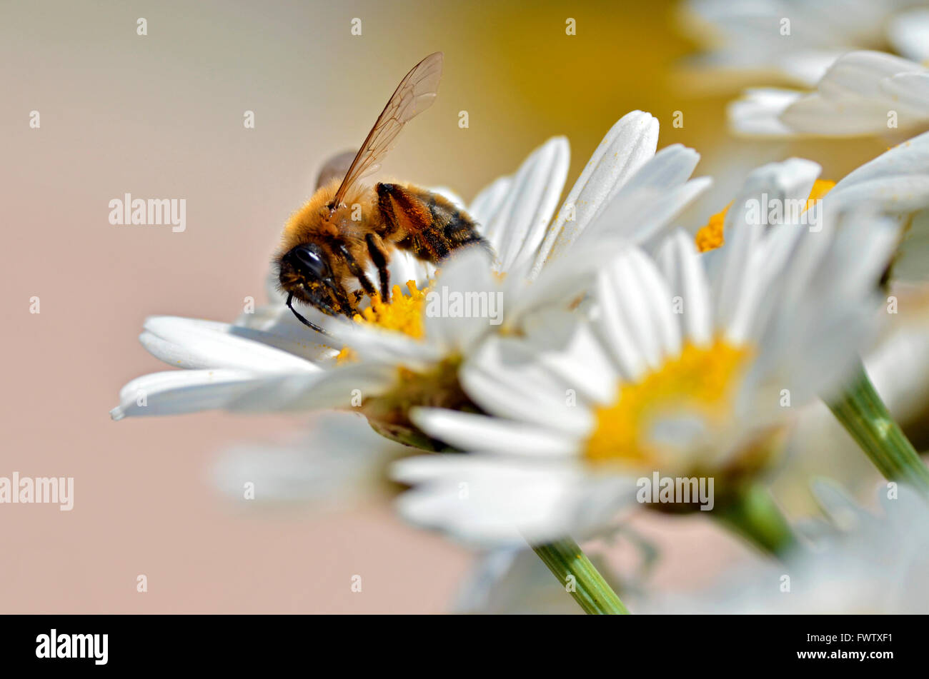 Macro di miele delle api (Apis) alimentazione su bianco anthemis fiore visto di profilo Foto Stock