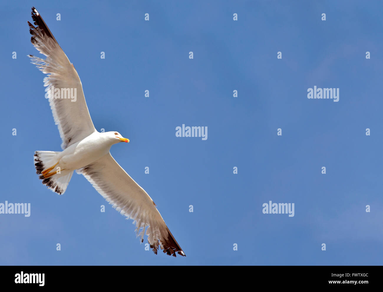 Closeup seagull in volo (Larus) sul cielo blu sullo sfondo Foto Stock