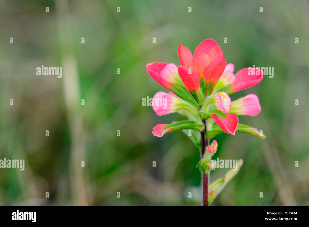 Paesaggio formato foto di colore rosa indiano Paintbrush flower crescente selvatici in un campo in primavera. Foto Stock