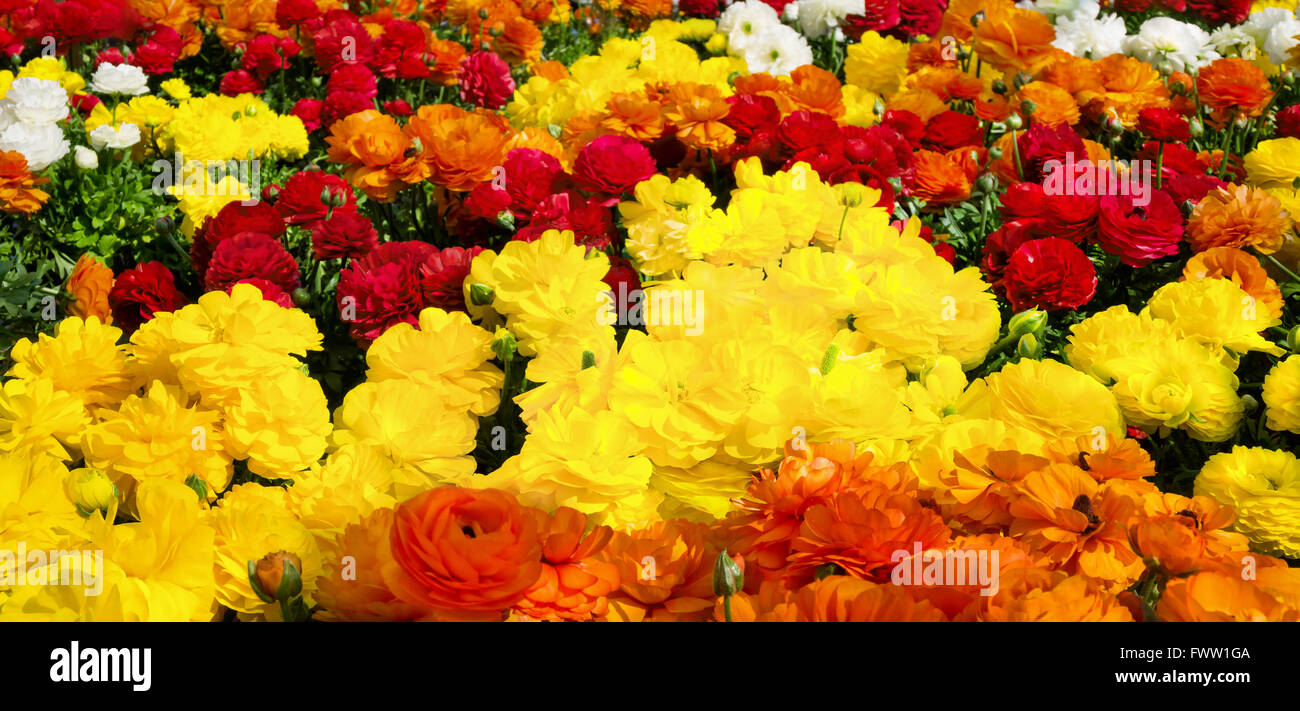 Letto di fiori in un giardino con righe di renoncules in tre diversi colori vibranti Foto Stock