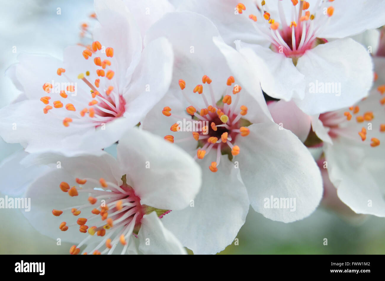 Close up di bianco fiori di susino, molto leggera profondità di campo Foto Stock