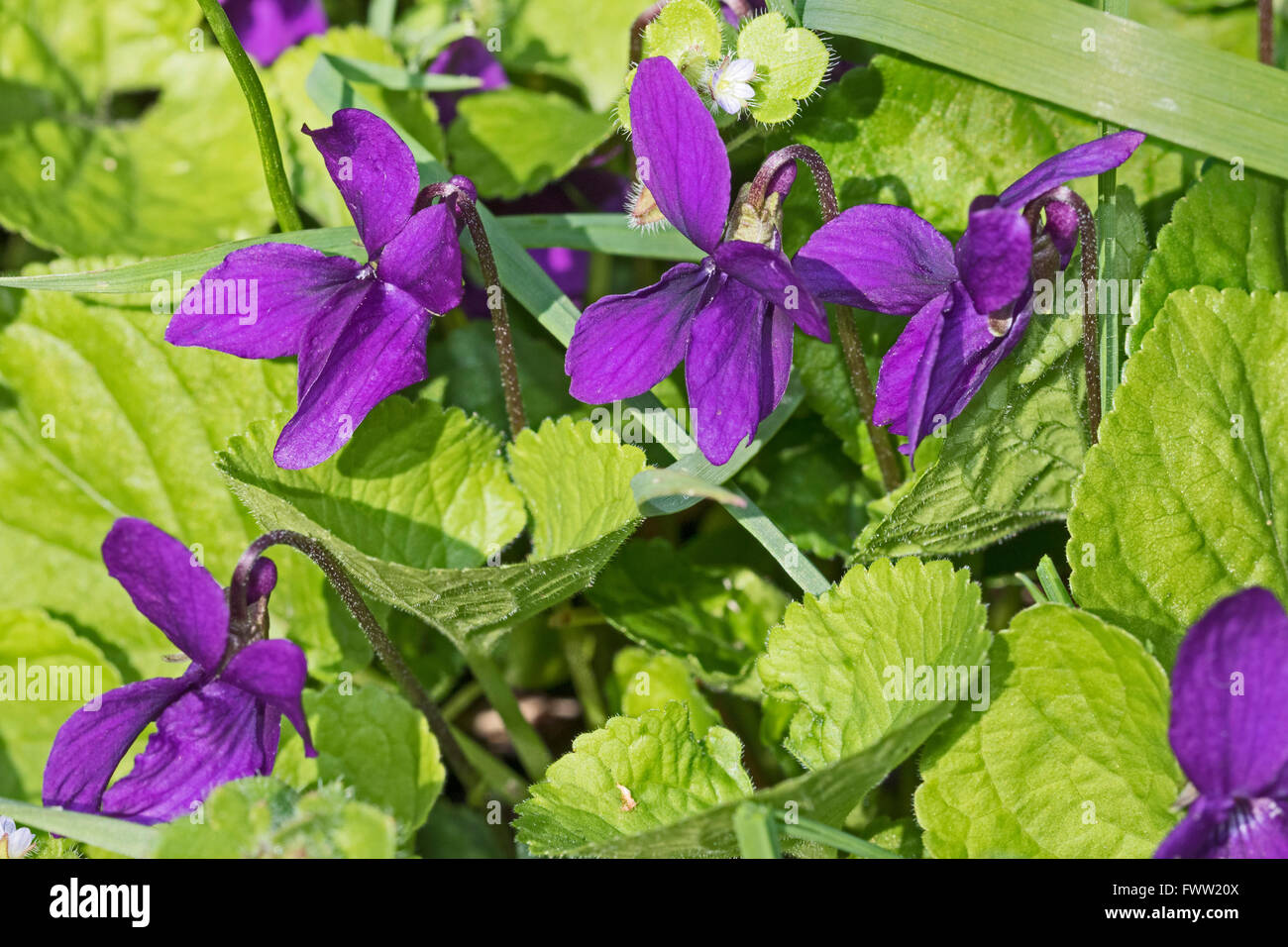 Dolci violette (Viola odorata) Foto Stock