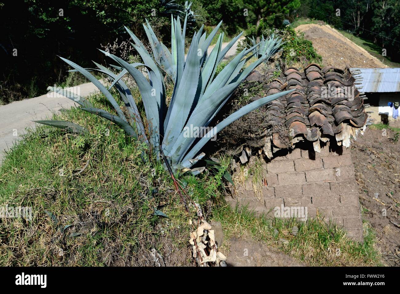 Aloe vera - Strada per Sapalache ' Las Huaringas ' - HUANCABAMBA.. Dipartimento di Piura .PERÙ Foto Stock