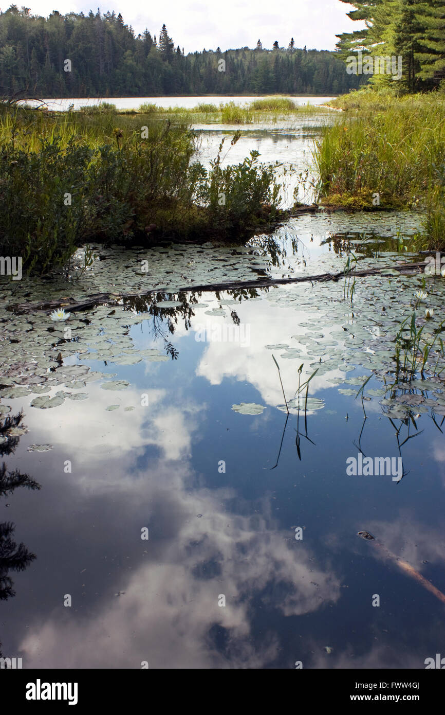 Riflessioni in una palude di Algonquin Park Foto Stock