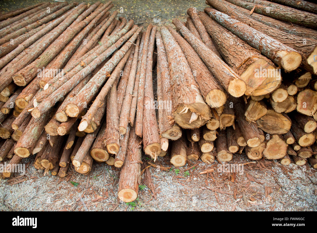 struttura di legno Foto Stock