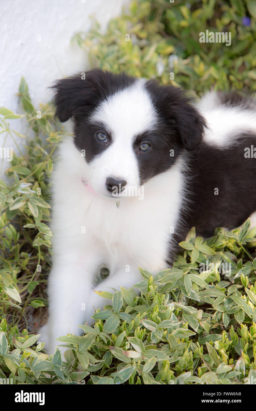 Border Collie cucciolo cercando carino Foto Stock