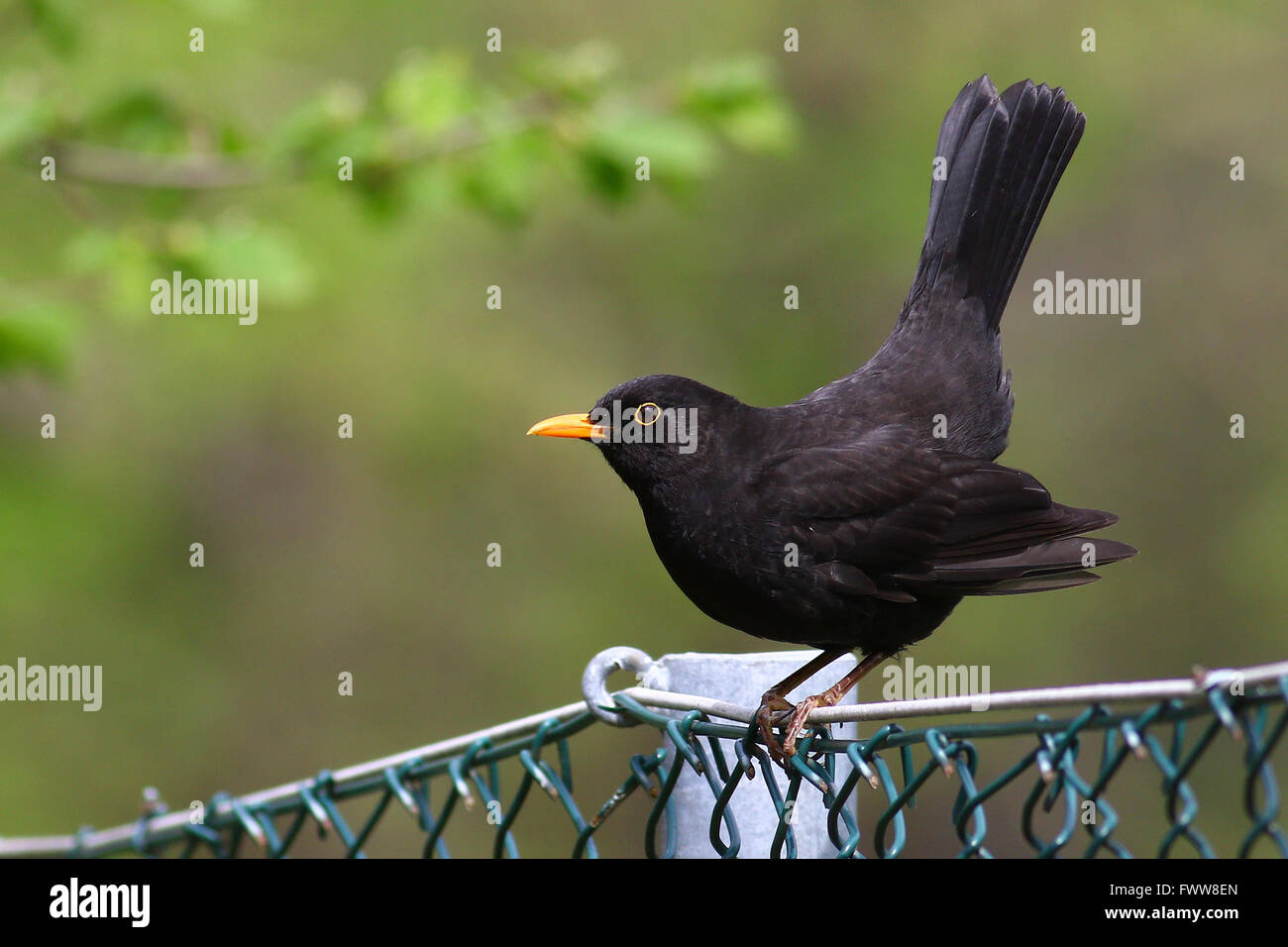 Blackbird colpendo una posa di accoppiamento su una catena collegamento recinto contro a sfocare lo sfondo di colore verde Foto Stock