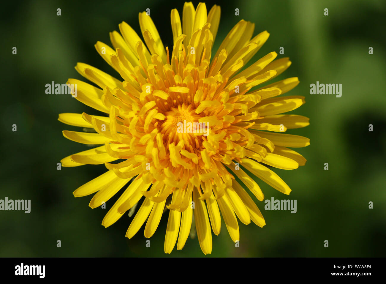 Tarassaco fiore dal di sopra con sfocato sfondo verde Foto Stock