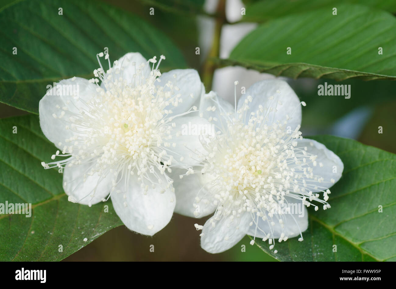 fiore di guava Foto Stock
