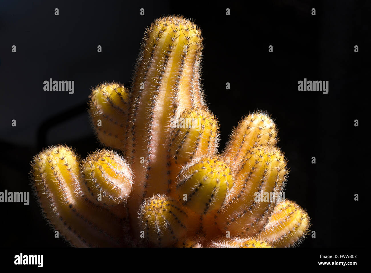 Cactus Chamaecereus Silvestrii Aurea Foto Stock