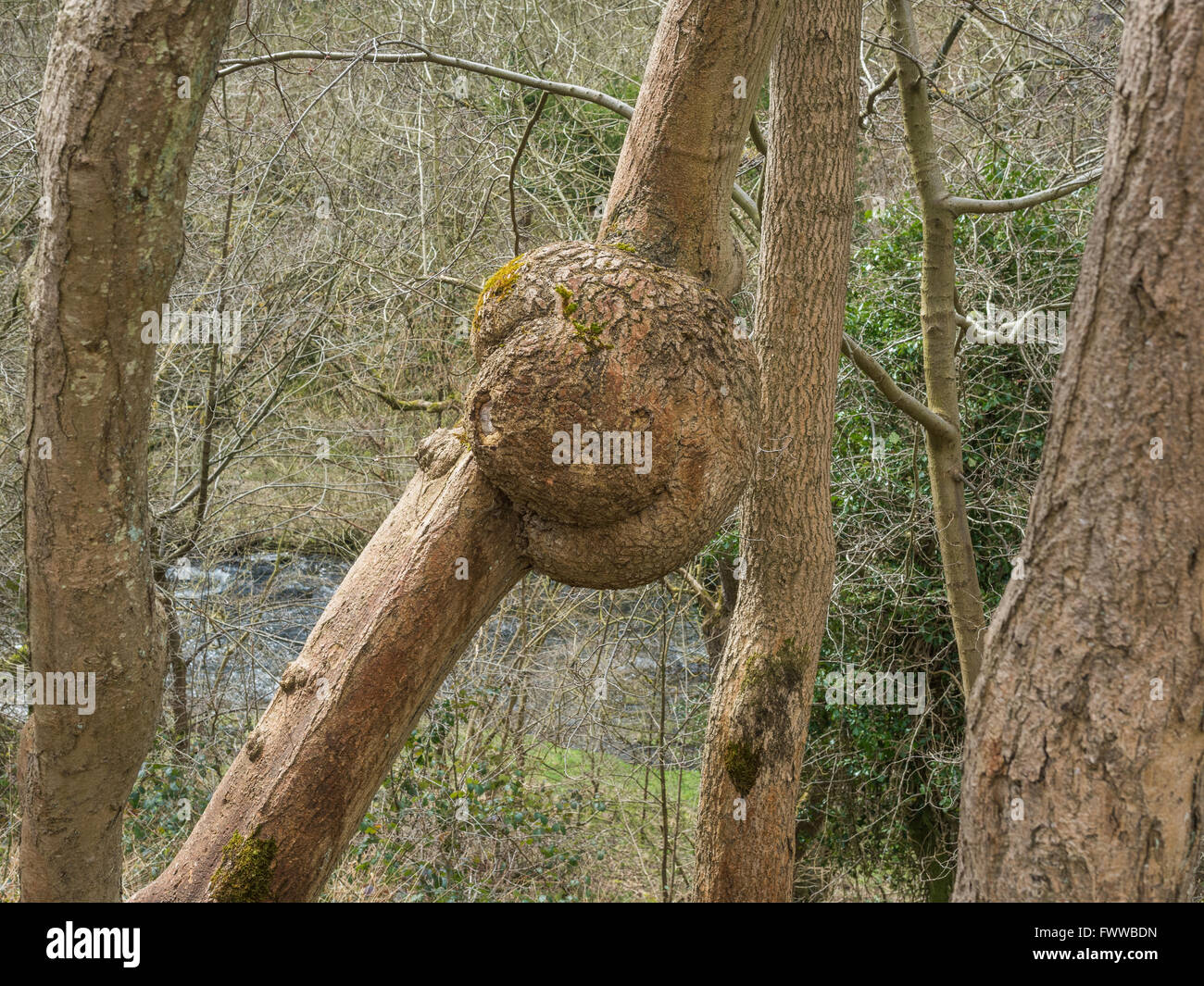 Tree burl in un tronco di albero Foto Stock