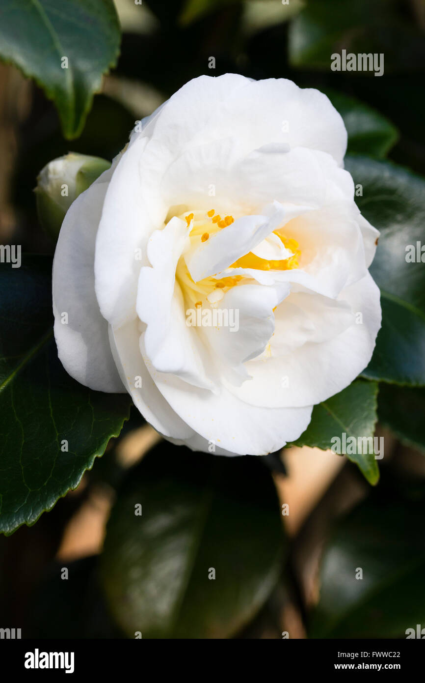 Doppia bianca fiori della tarda fioritura invernale arbusto sempreverde, Camellia japonica "Elizabeth Dowd' Foto Stock