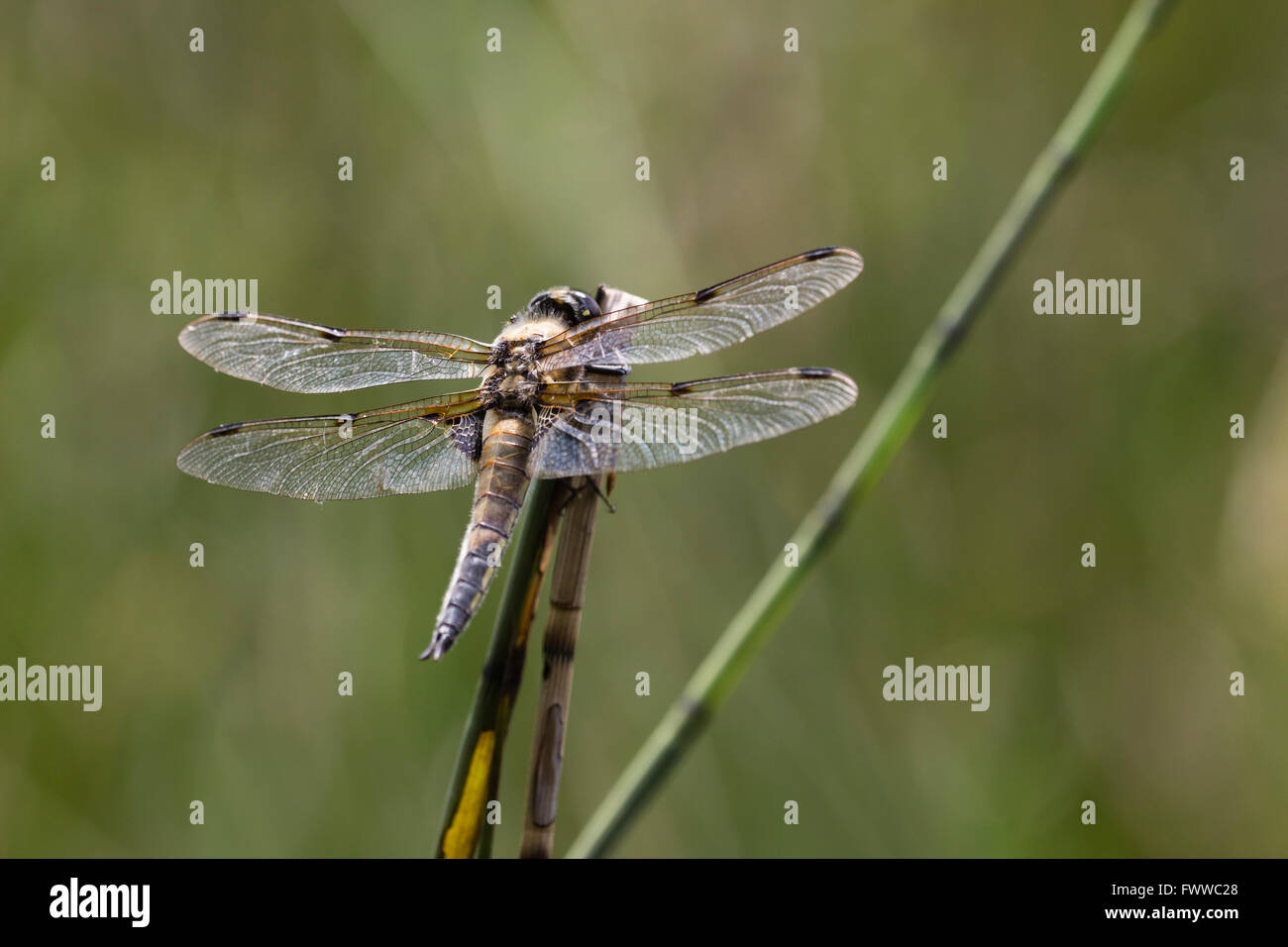In appoggio su uno stelo emergente da un laghetto è un quattro-spotted chaser dragonfly, Libellula quadrimaculata Foto Stock