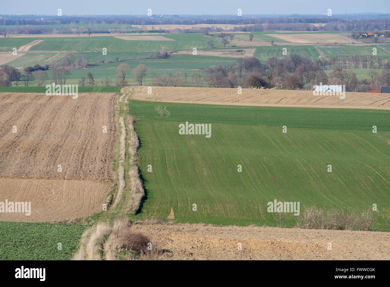 Arata verde collinare di campi di grano che germinano Bassa Slesia Polonia Foto Stock