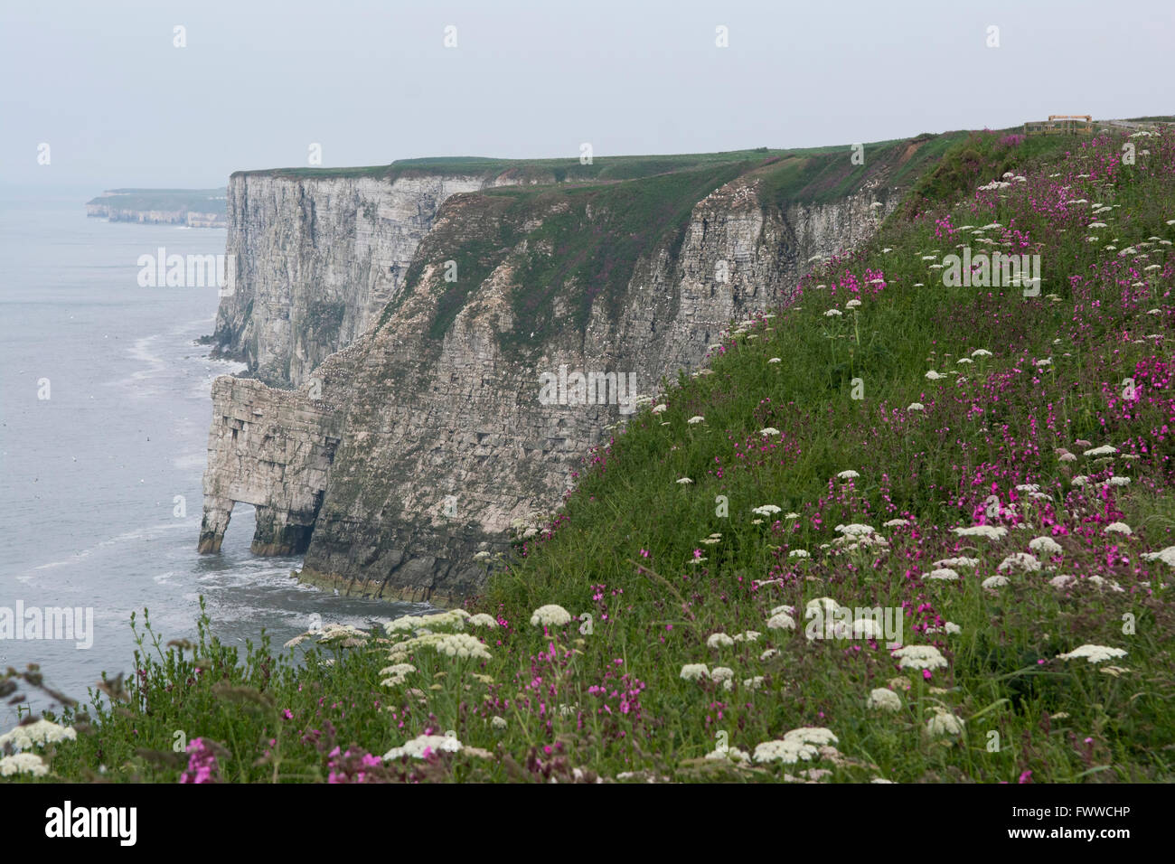 Vista da Buckton verso Bempton Cliffs RSPB riserva, East Yorkshire, Regno Unito Foto Stock
