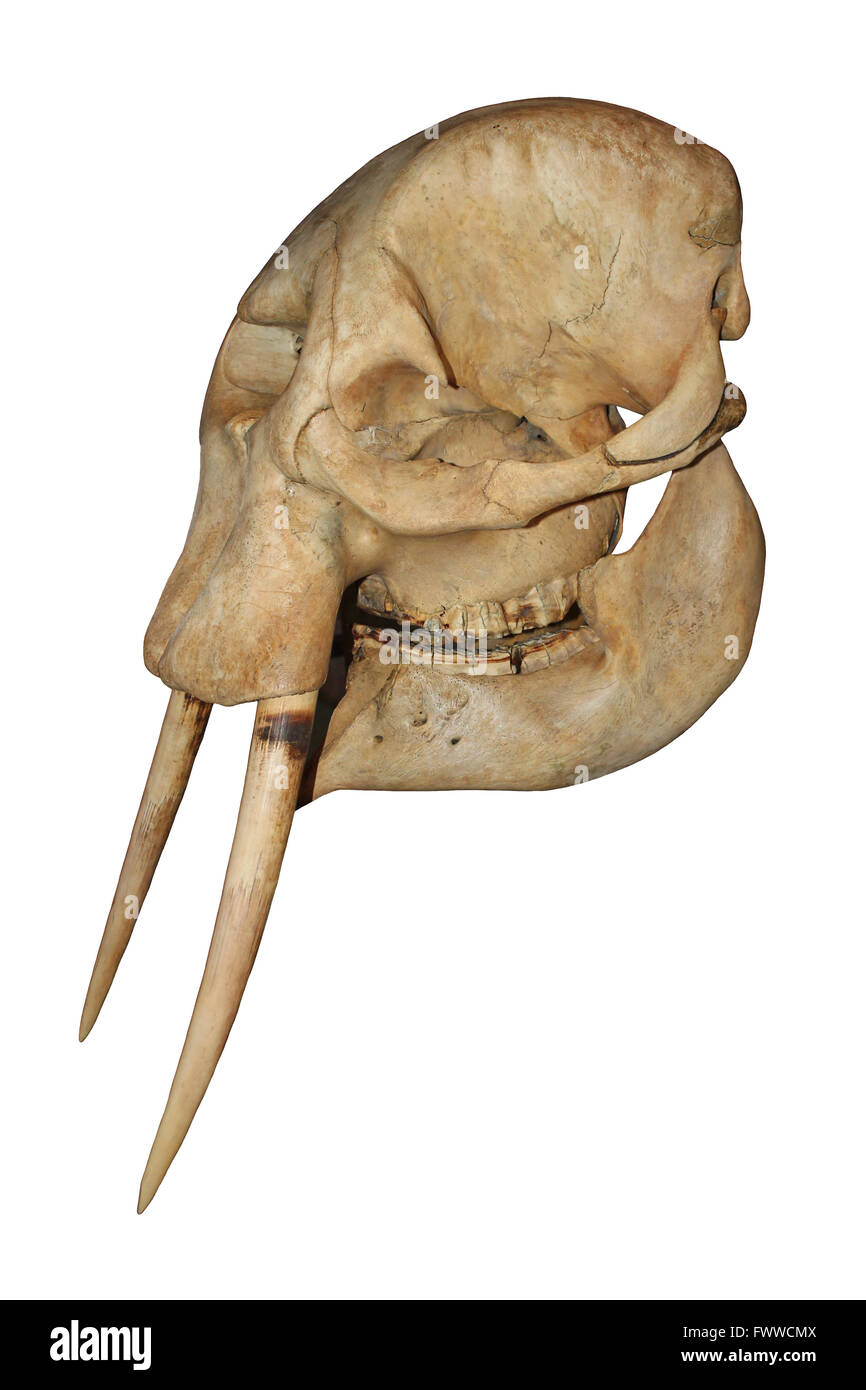 Cranio di elefante Foto Stock