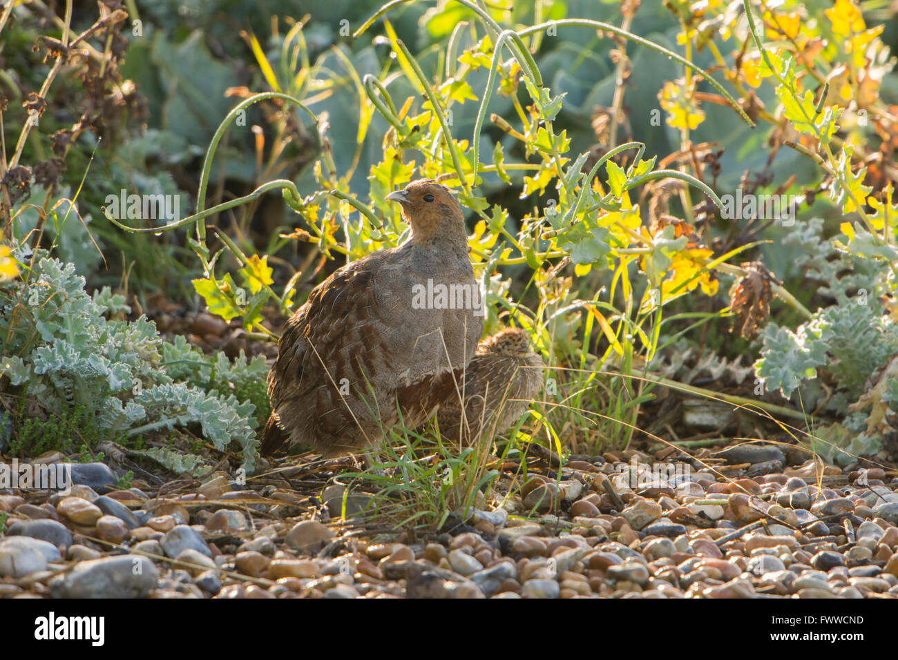 Una Starna e chick tra macchia litoranea, segala Harbour riserva naturale, East Sussex, Regno Unito Foto Stock