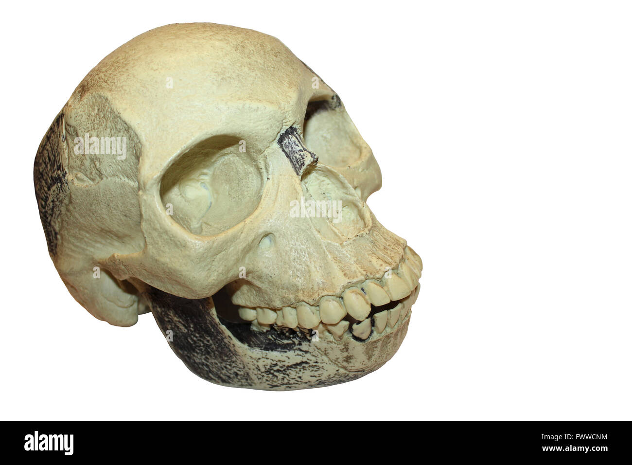 Modello di replica del 'Piltdown Man' beffa cranio Foto Stock