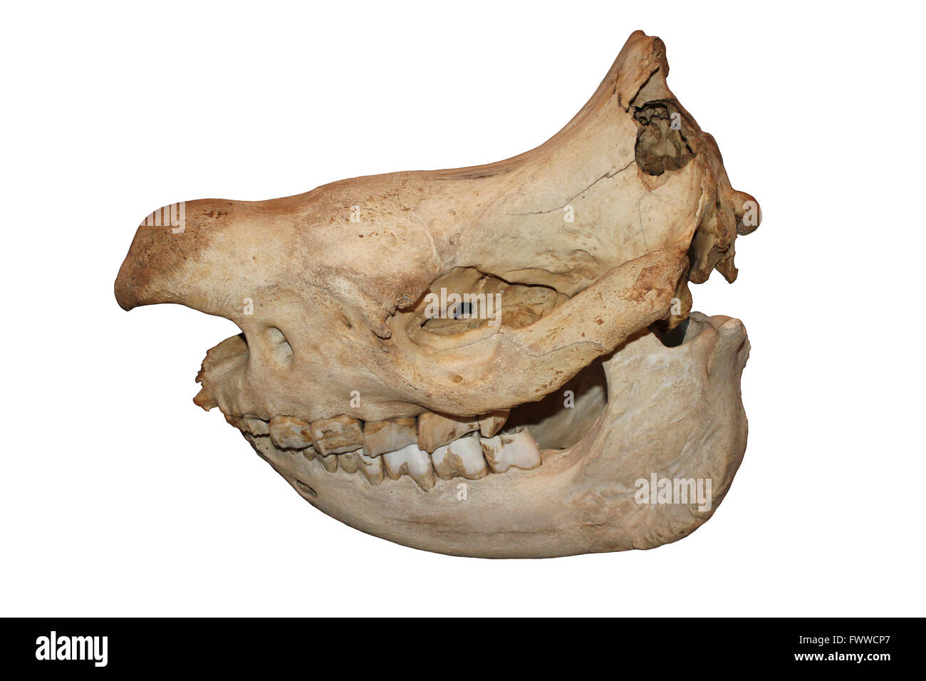 Rinoceronte bianco o piazza a labbro Cranio di rinoceronte Ceratotherium simum Foto Stock