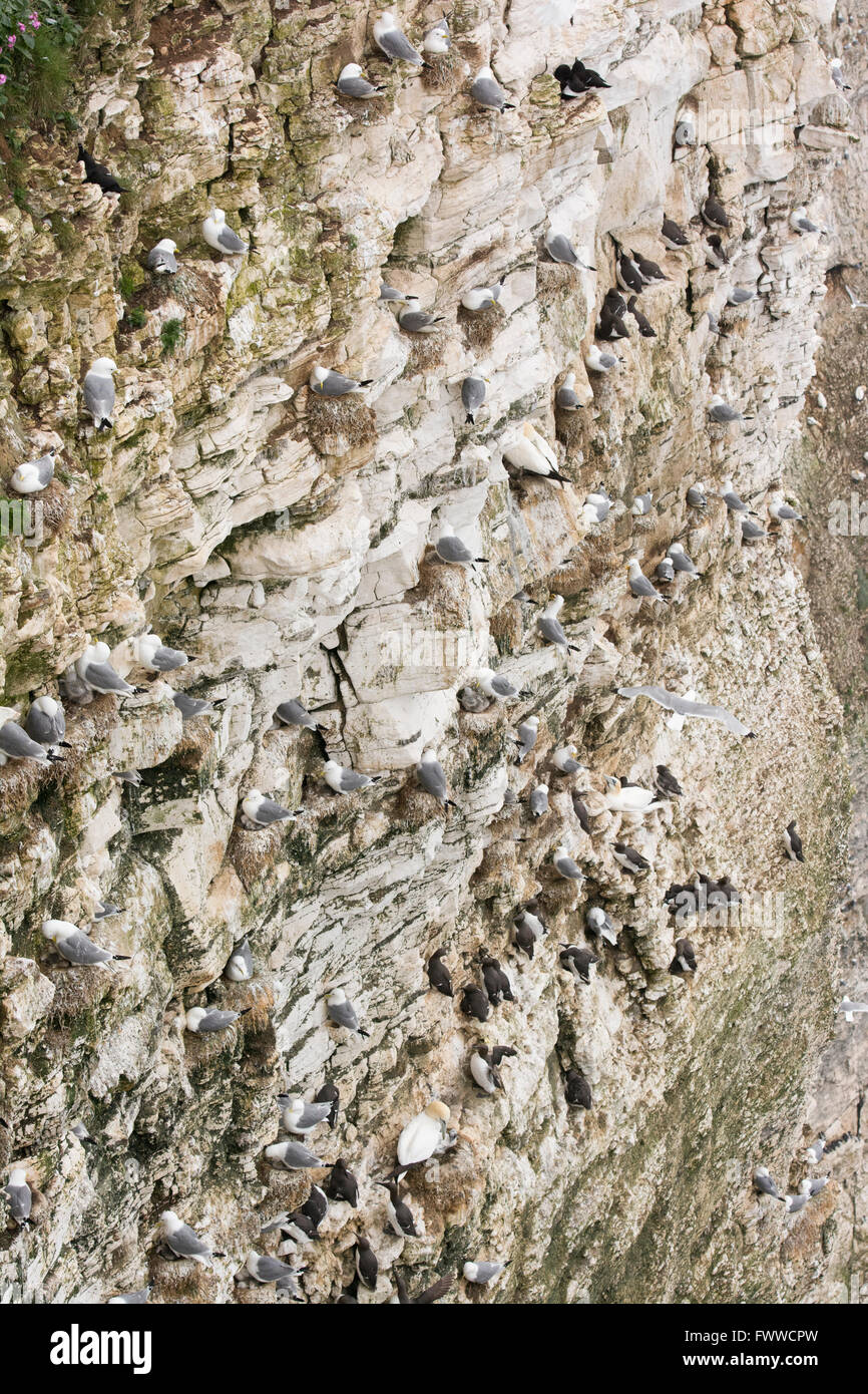 Vista di nidificazione di colonie di uccelli marini ripide scogliere a Bempton, East Yorkshire, Regno Unito Foto Stock